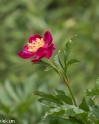 Butchant Garden Victoria (19 van 33)