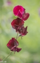 Butchant Garden Victoria (26 van 33)