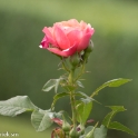 Butchant Garden Victoria (29 van 33)