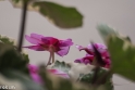 Butchant Garden Victoria (3 van 33)