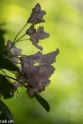 Butchant Garden Victoria (32 van 33)