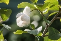Butchant Garden Victoria (5 van 33)