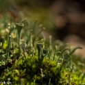 paddenstoelen (12 van 31)