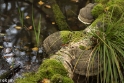 paddenstoelen (31 van 31)