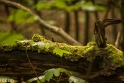 wandelbos Tilburg (1 van 16)
