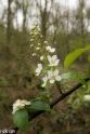wandeling Tungelrooise Beek (23)