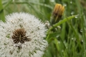 wandeling Tungelrooise Beek (30)