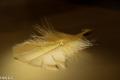 druppels en boket (12 van 14) (7)