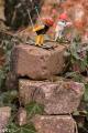 miniatuurfotografie (3 van 7)