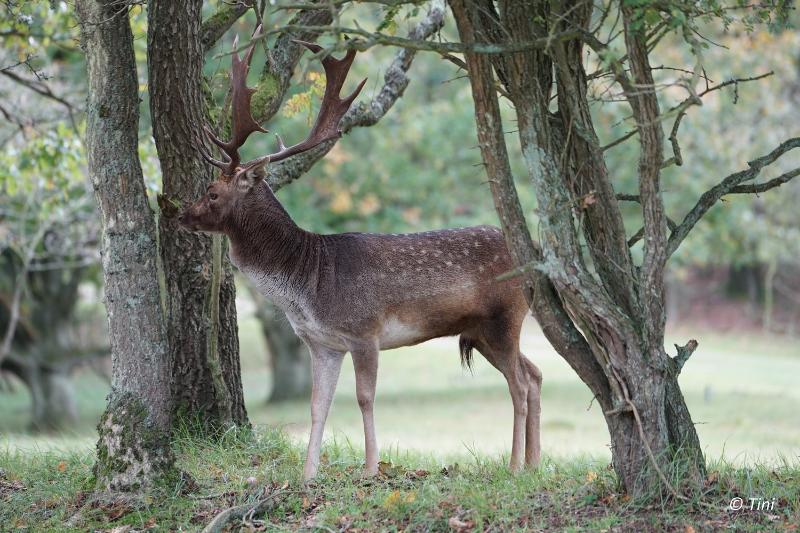 bd_DSC00236.JPG - AWD 2017