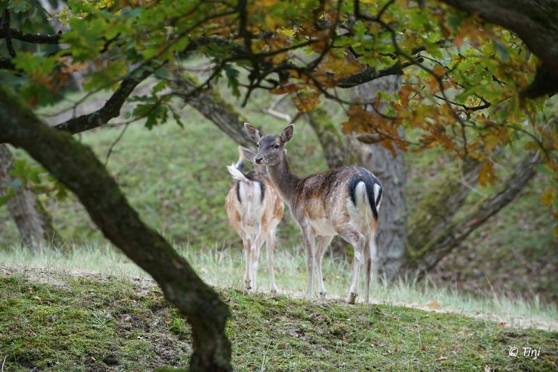 bd_DSC00321.JPG - AWD 2017