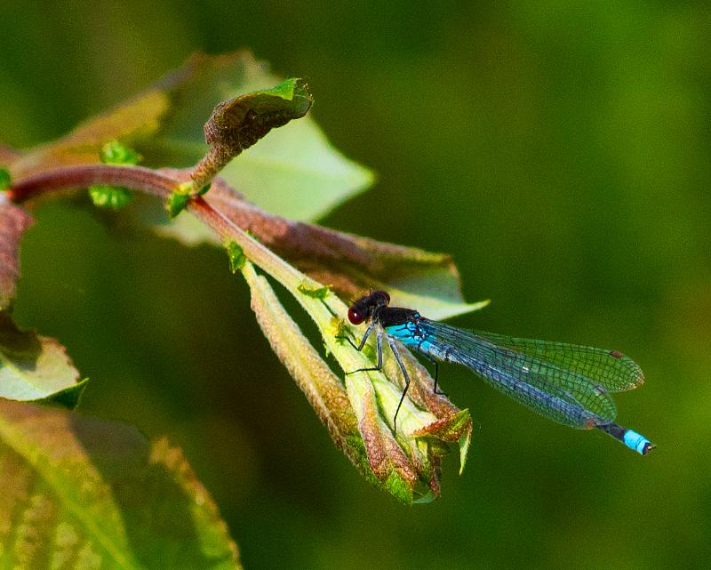 DSC02807.jpg - Natuur 2021