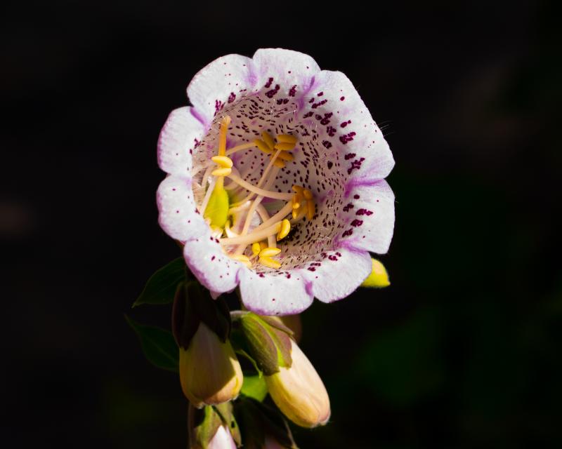 DSC02868.jpg - Natuur 2021