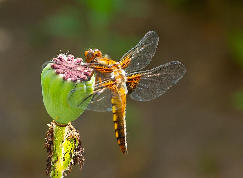 DSC02873.jpg - Natuur 2021