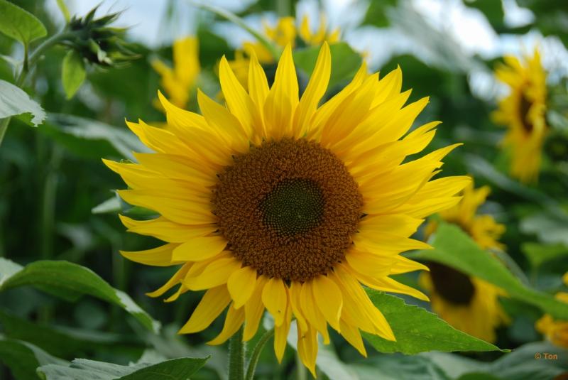 sized_DSC_9514.JPG - Zonnebloem