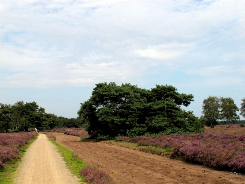 sized_IMG_2429.JPG - Strabrechtseheide