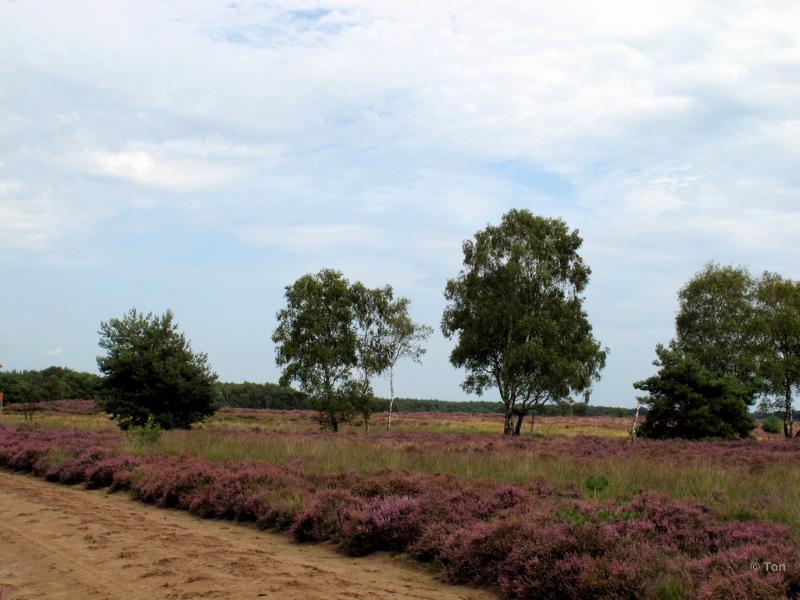 sized_IMG_2430.JPG - Strabrechtseheide