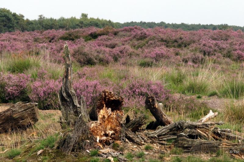 sized_IMG_2434.JPG - Strabrechtseheide