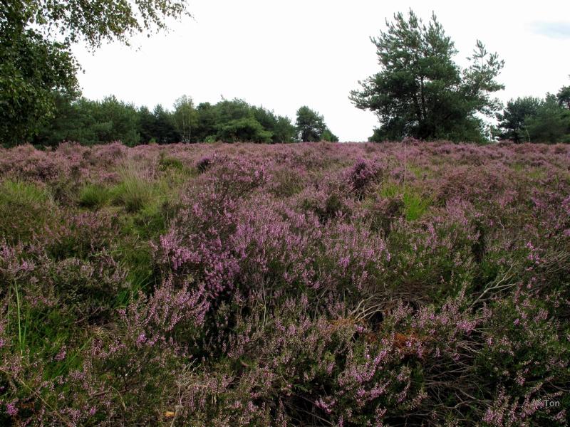 sized_IMG_2436.JPG - Strabrechtseheide