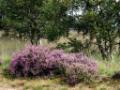 Strabrechtseheide