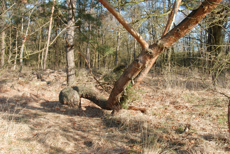 DSC_1106.JPG