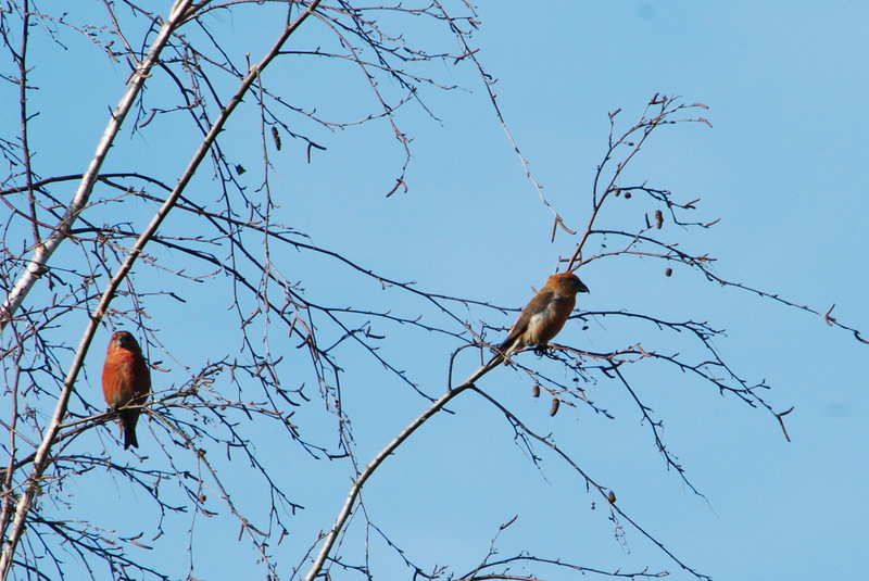 DSC_1137.JPG