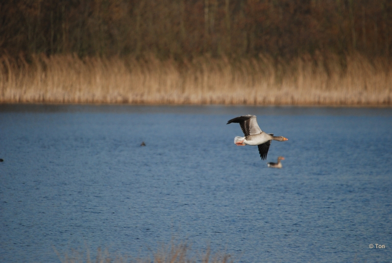 sized_DSC_1308.JPG - vliegende Grauwe gans