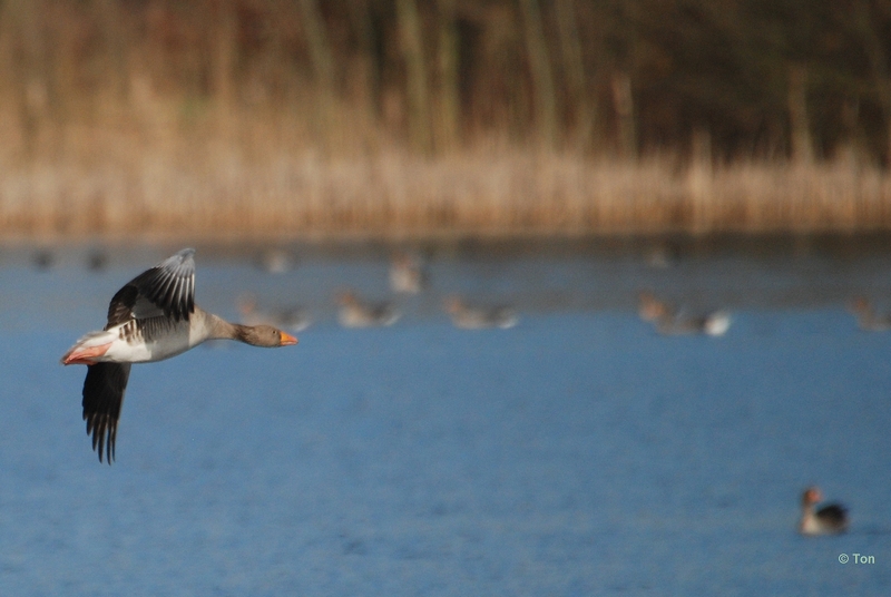 sized_DSC_1309.JPG - vliegende Grauwe gans
