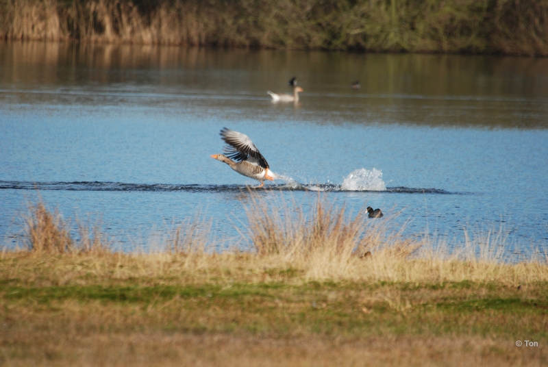sized_DSC_1326.JPG - Vliegende start