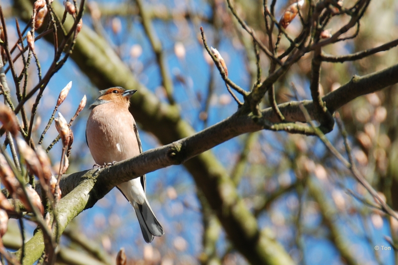 sized_DSC_3751.JPG - Vink
