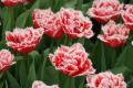 sized_DSC_3900