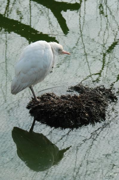 sized_DSC_2761.JPG - Koereiger