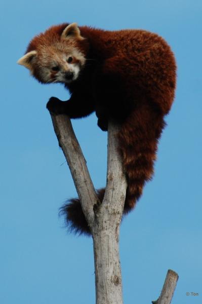 sized_DSC_2791.JPG - Rode Panda