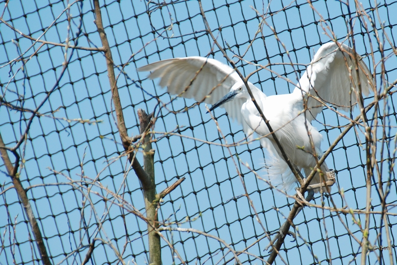sized_DSC_2976.JPG - Kleine zilverreiger
