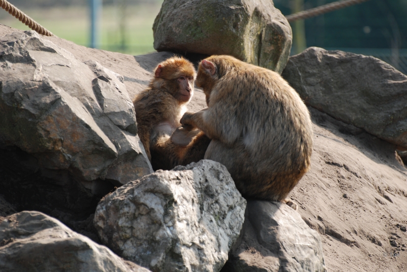 sized_DSC_3025.JPG - Berberaap