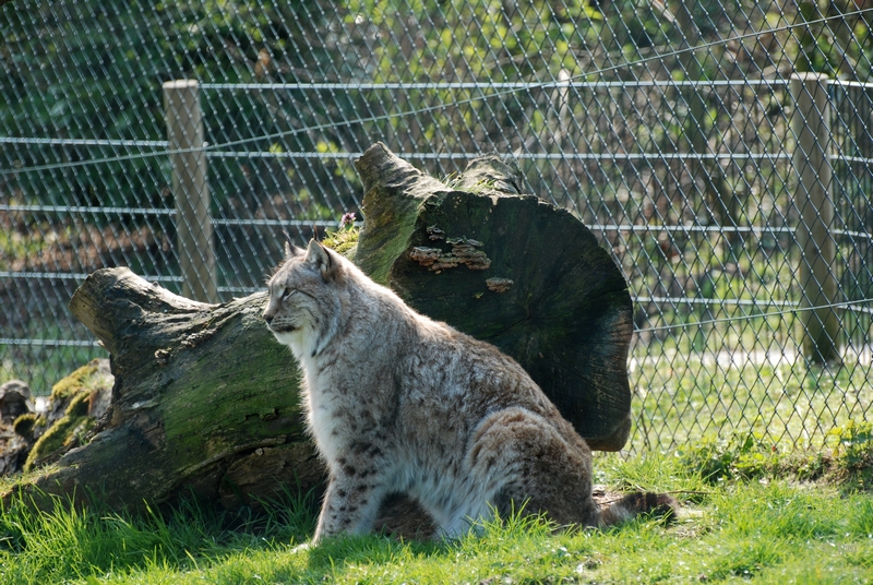 sized_DSC_3098.JPG - Lynx