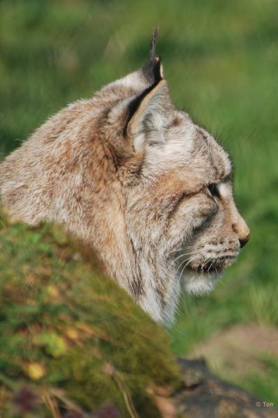 sized_DSC_3101.JPG - Lynx