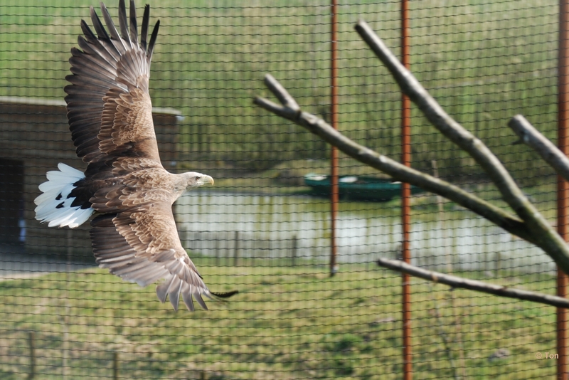 sized_DSC_3141.JPG - Zeearend in de vlucht