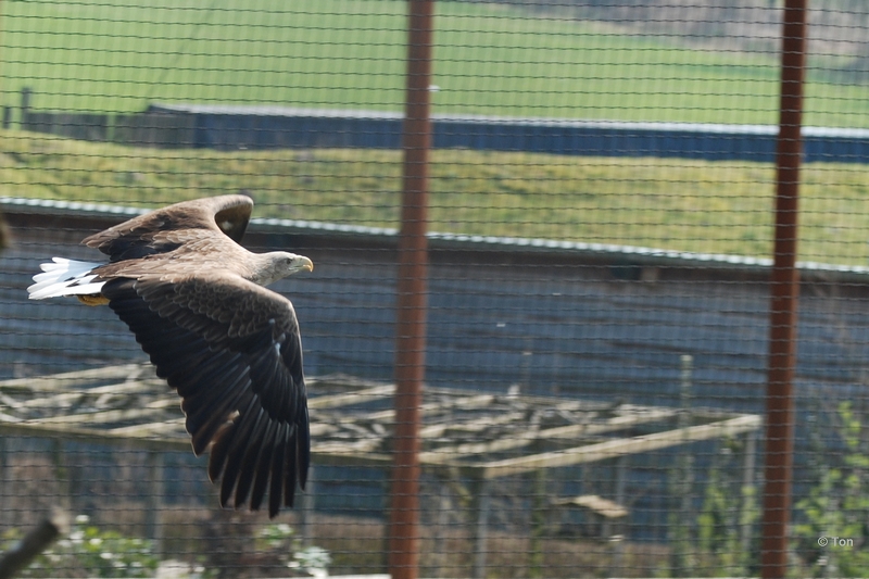 sized_DSC_3142.JPG - Zeearend in de vlucht...