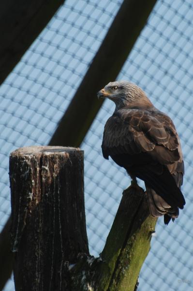 sized_DSC_3214.JPG - Zwarte Wouw
