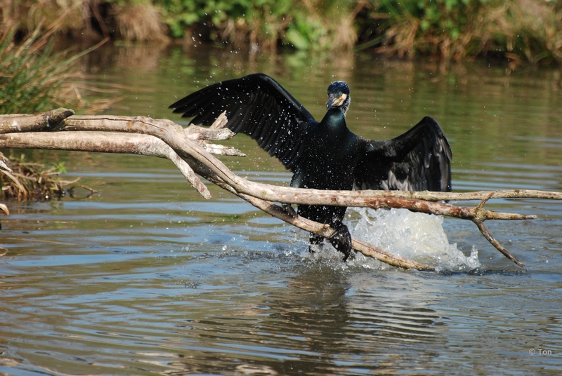 sized_DSC_3324.JPG - AAlscholver