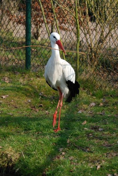 sized_DSC_3341.JPG - Ooievaar