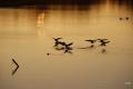 sized_DSC_2400