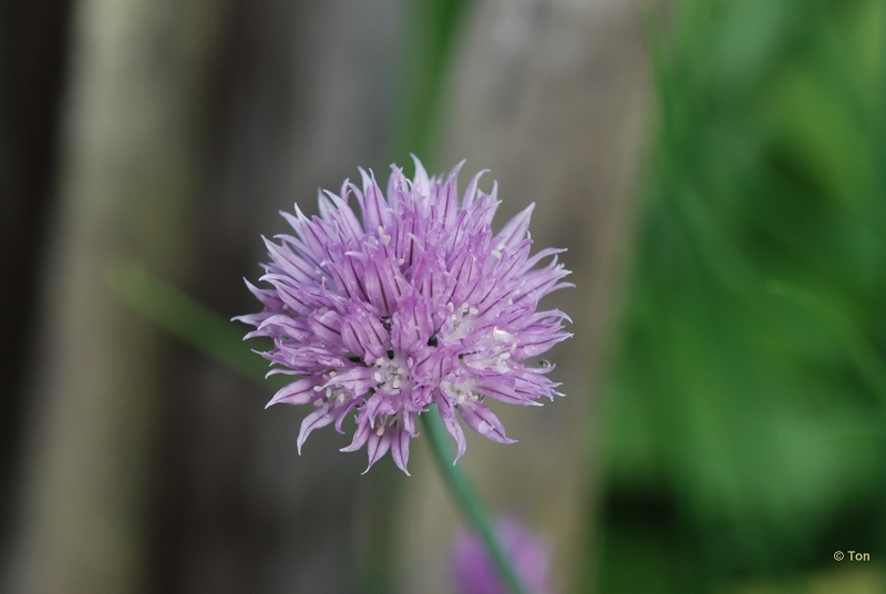 sized_DSC_5874.JPG - bloem van de bieslook