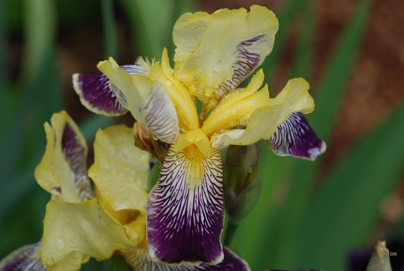 sized_DSC_5977.JPG - Iris