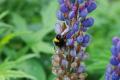 Hommel