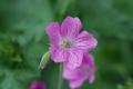 sized_DSC_5929