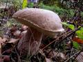 sized_IMG_3236