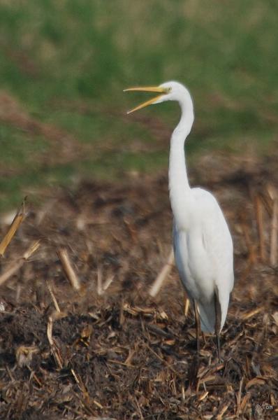 sized_DSC_3391.JPG - Zilverreiger