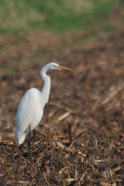 sized_DSC_3398.JPG - Zilverreiger